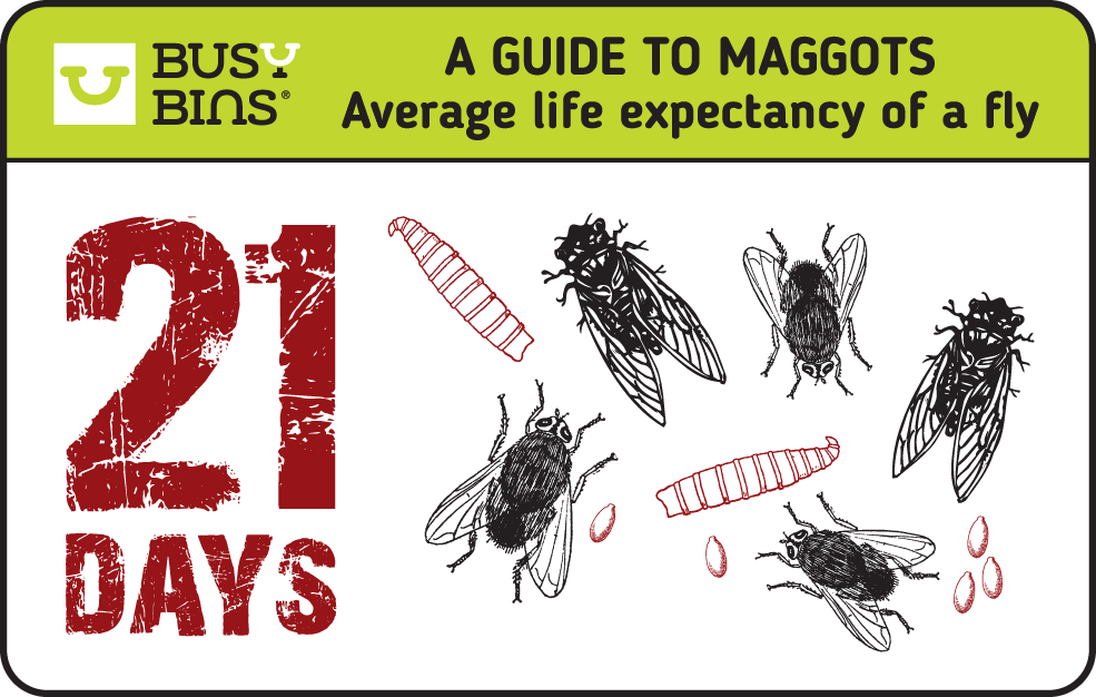 Average Life Expectancy of a fly is 21 days. Image is in the style of 21 Days Later film branding with flies, maggots and eggs in the image. Busy Bins