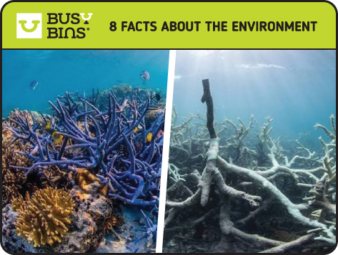 8 Facts about the Environment. Coral Bleaching. Two Images side by side to show the contrast. On the left side is a vivid, colourful image of a coral reef. On the right side is an image of dull, dying coral that has no colour and looks more like tree roots. 